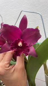 Rhyncholaeliocattleya Memoria Viria Molina Siverio