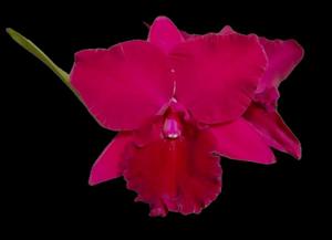 Rhyncholaeliocattleya Memoria Viria Molina Siverio