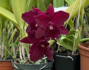 Rhyncholaeliocattleya Memoria Viria Molina Siverio