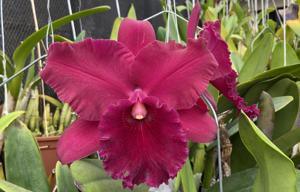 Rhyncholaeliocattleya Memoria Viria Molina Siverio