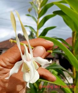 Dendrobium Tin Bio Unisma