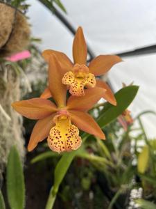 Rhynchobrassoleya Pauwela Spots