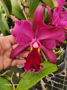 Rhyncholaeliocattleya Armand