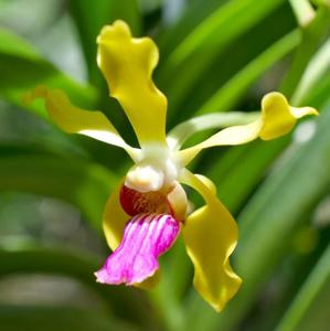 Papilionanda Motes Purple Majesty