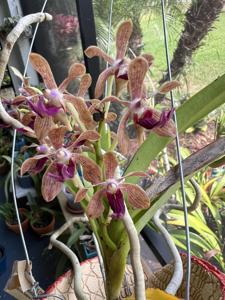 Vanda Motes Upstart