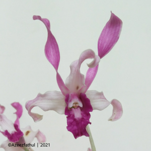 Dendrobium Memoria Wahyu Permata Rusdiana