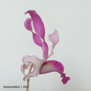 Dendrobium Memoria Wahyu Permata Rusdiana