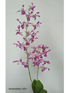 Dendrobium Memoria Wahyu Permata Rusdiana