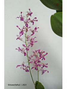 Dendrobium Memoria Wahyu Permata Rusdiana