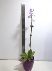 Phalaenopsis Wamei Hanamomo