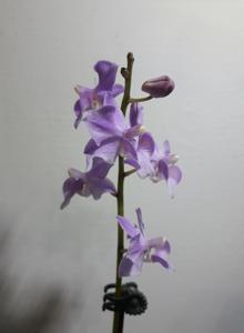 Phalaenopsis Wamei Hanamomo