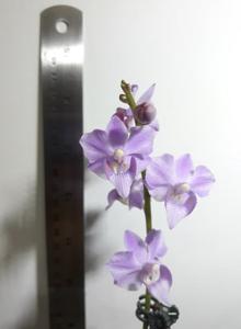 Phalaenopsis Wamei Hanamomo