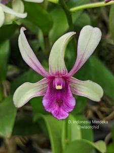 Dendrobium Indonesia Merdeka