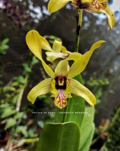 Dendrobium Indonesia Merdeka