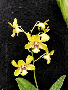 Dendrobium Indonesia Merdeka