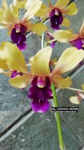 Dendrobium Indonesia Merdeka