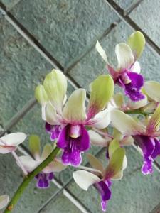 Dendrobium Indonesia Merdeka