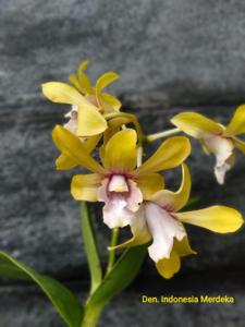 Dendrobium Indonesia Merdeka