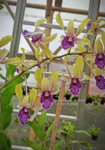 Dendrobium Indonesia Merdeka