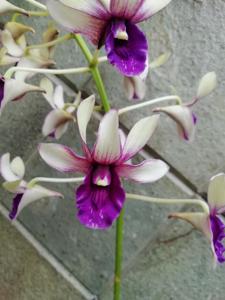 Dendrobium Indonesia Merdeka