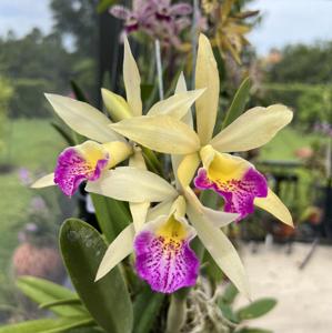 Brassocattleya Tropical Outbreak