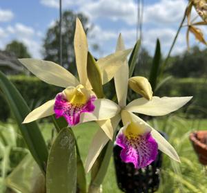 Brassocattleya Tropical Outbreak