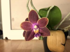 Phalaenopsis Helen Puchailo