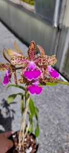 Cattleya Ingenuity Spots