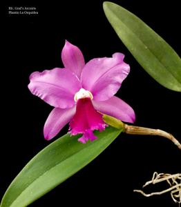 Rhyncholaeliocattleya Graf's Arcoiris