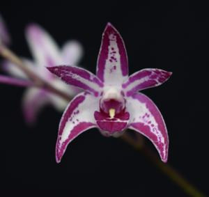 <i>Dendrobium</i> Kingfisher Bride