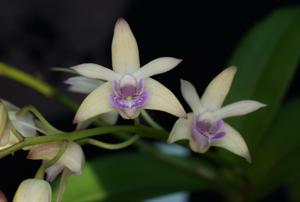 Dendrobium Kingfisher Beauty