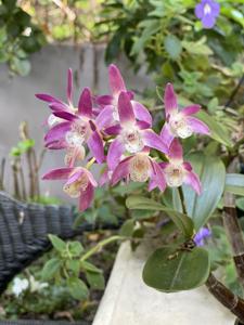 Dendrobium Kingfisher Beauty