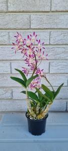 Dendrobium Kingfisher Beauty