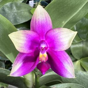 Phalaenopsis Blue Ridge Bubblegum