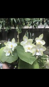 Phalaenopsis Tejas Moonlight