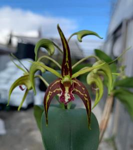 Dendrobium Australian Tetrasheen