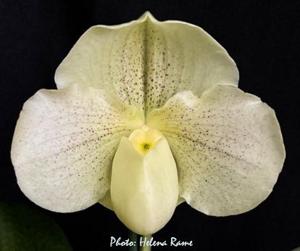 Paphiopedilum Mustafa's Medley