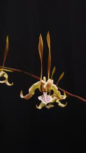 Dendrobium Nagarakretagama