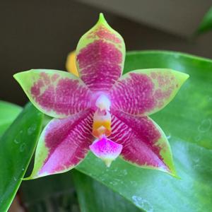 Phalaenopsis Pasasalamat