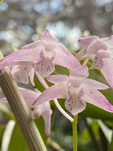 Dendrobium Moorking