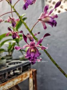 Dendrobium Annies Beauty