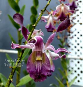 Dendrobium Annies Beauty