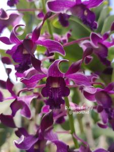 Dendrobium Annies Beauty