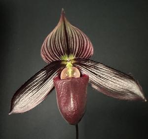 Paphiopedilum Petula Aflame