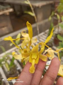 Dendrobium Tugu Jogja