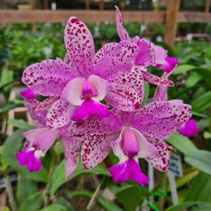 Cattleya Snookie