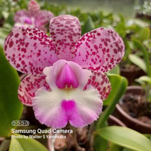 Cattleya Snookie