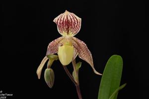 <i>Paphiopedilum</i> Martina Weiss
