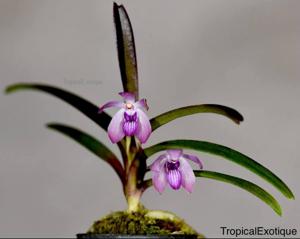 Vanda Kalyana