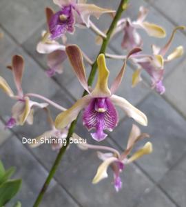 Dendrobium Shining Batu